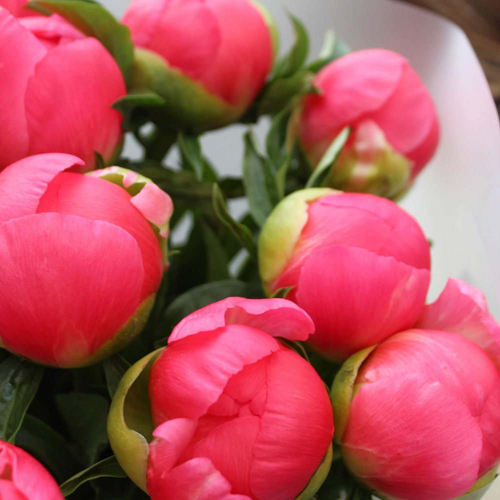 Букет из 15 пионов Coral Charm