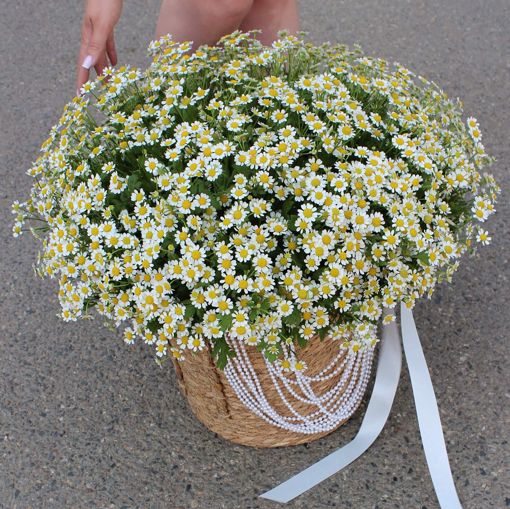 Ромашки микс в корзине