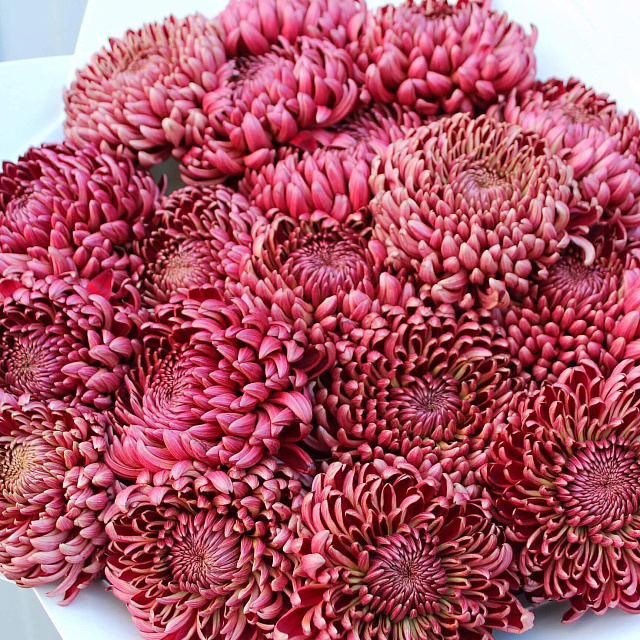 Букеты из хризантем: Букет из 19 шоколадных хризантем Бигуди