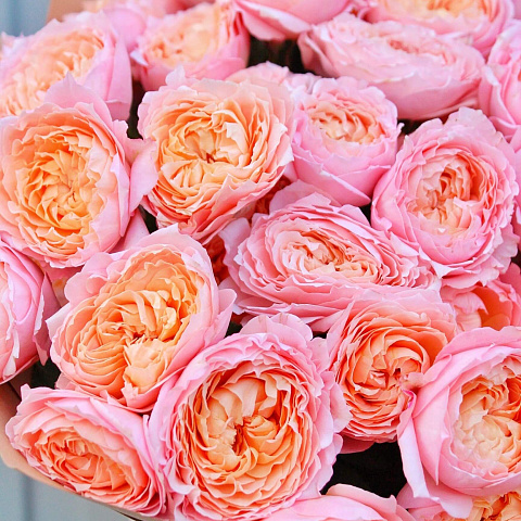 Букеты из 11 роз : Букет из 11 веток пионовидной розы Джульетта