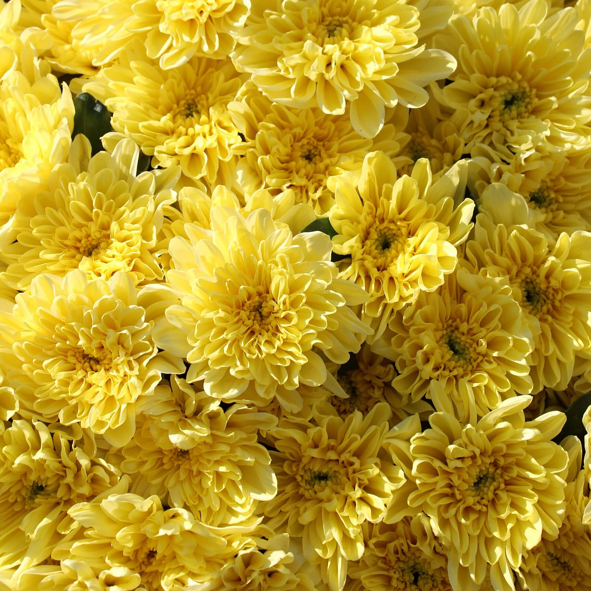 Букет из желтой хризантемы Балтика 25 шт.