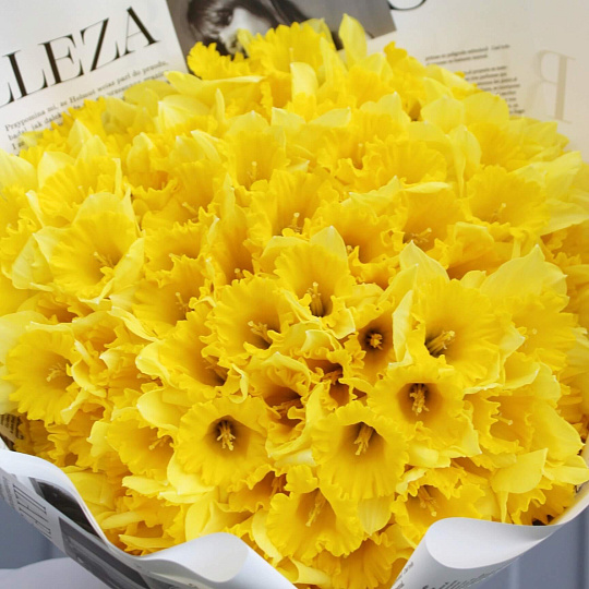 Букет из 101 нарцисса 