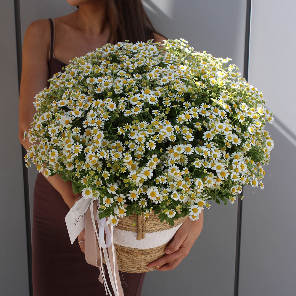 Ромашки микс в корзине
