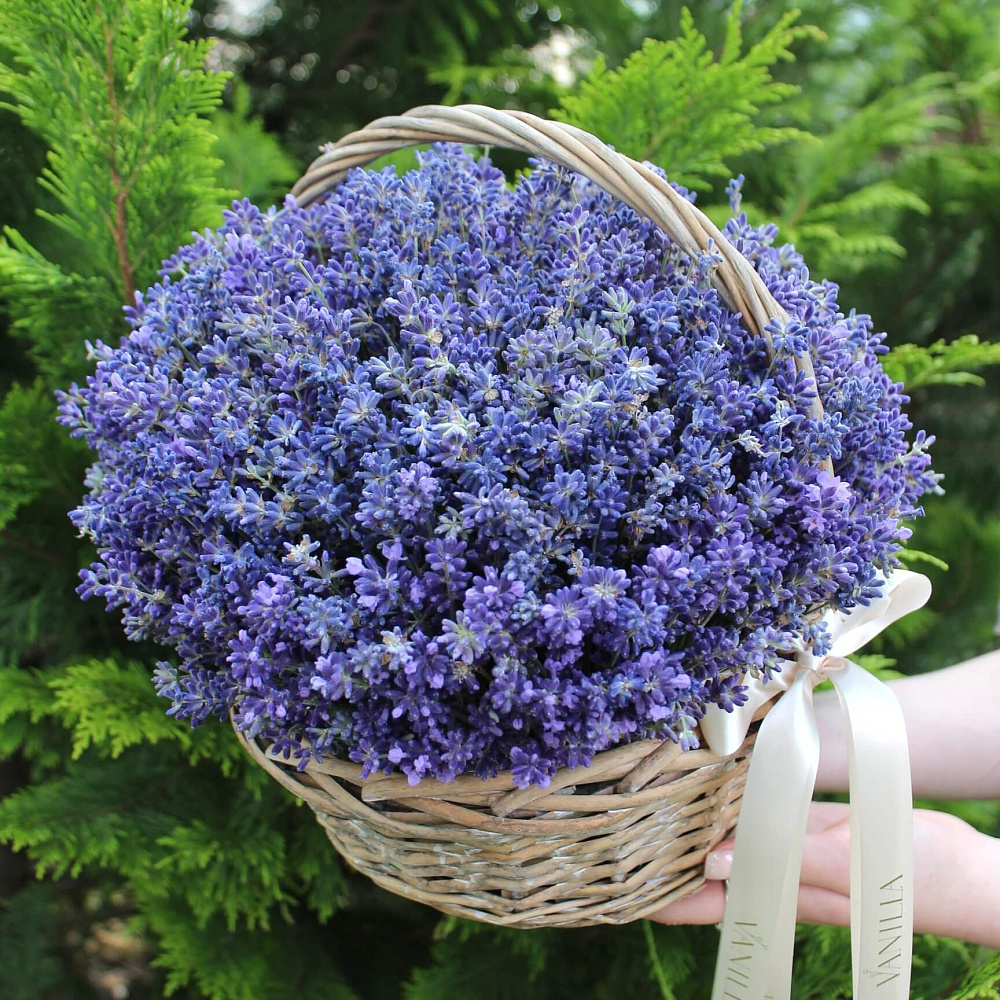 Корзина со свежей лавандой "Provans"