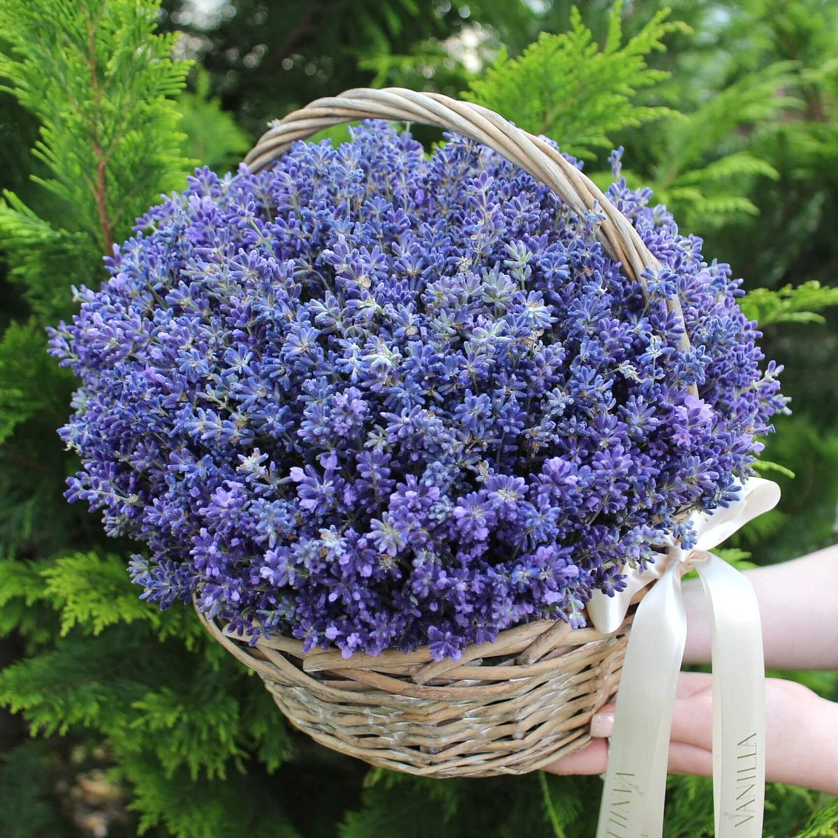 Корзина со свежей лавандой "Provans"