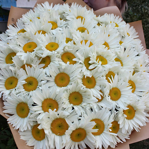 Букеты ромашек: Букет из 51 ромашки в крафте
