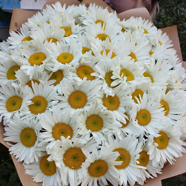 Букеты ромашек: Букет из 51 ромашки в крафте
