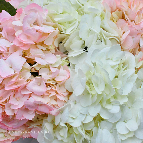 Миксбукеты  цветов с доставкой: Нежный микс белых и розовых гортензий
