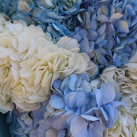 Цветы премиум-класса: Букет из 11 гортензий в бело-голубой гамме
