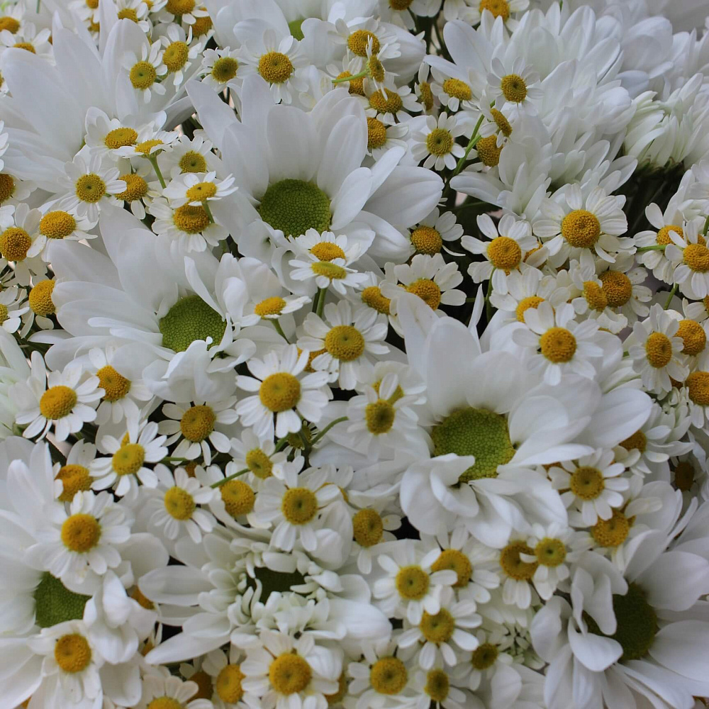 Букет ромашек в бархатном цилиндре