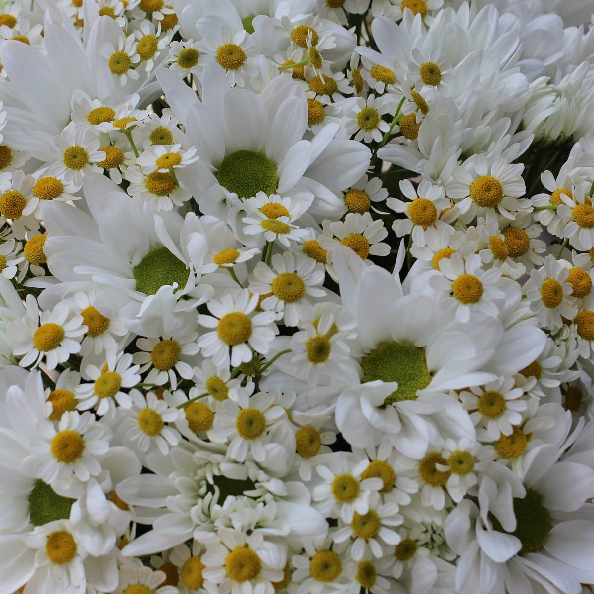 Букет ромашек в бархатном цилиндре