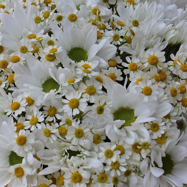 Букеты из хризантем: Букет ромашек в бархатном цилиндре