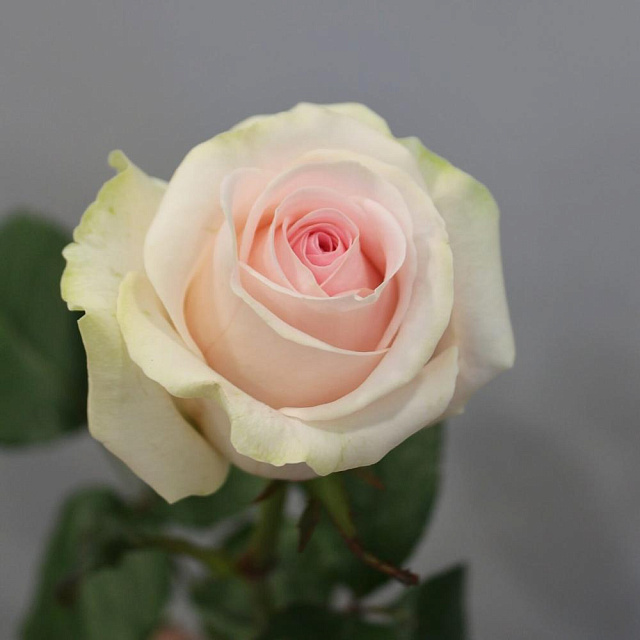 Роза Свит Ревиваль 60 см - изображение 2