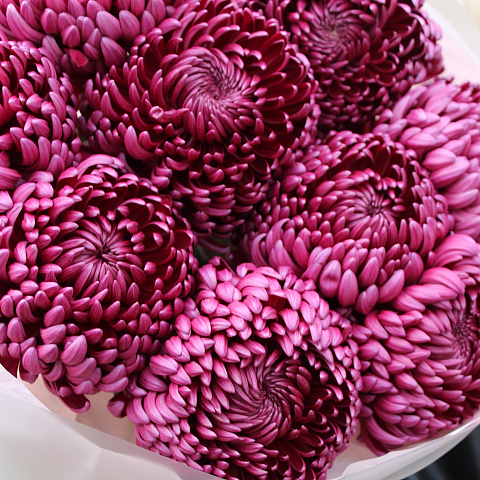 Букеты цветов для папы: Букет из 9 хризантем Бигуди «Ягодный»