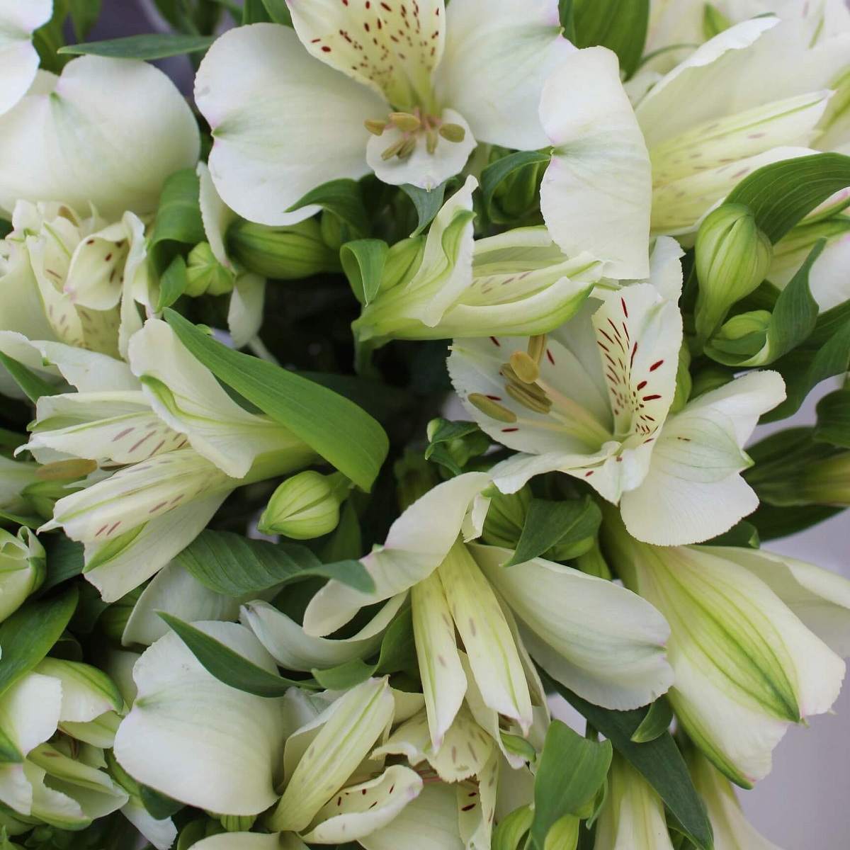 Букет из белой альстромерии