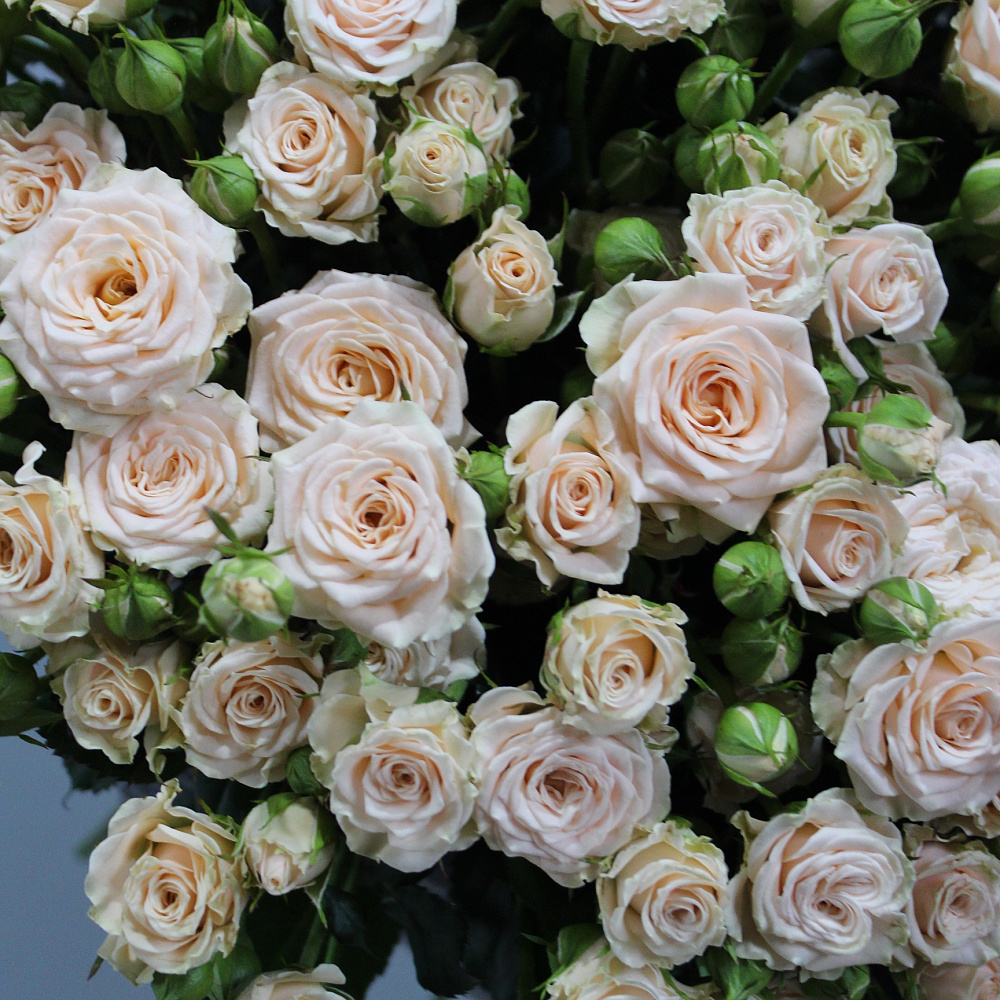 Букет из 25 нежных кустовых роз