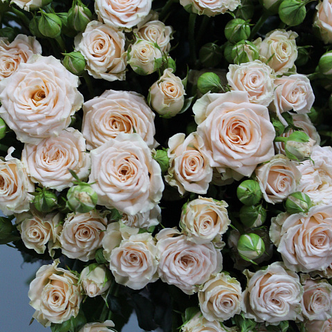 Свадебный букет: Букет из 25 нежных кустовых роз