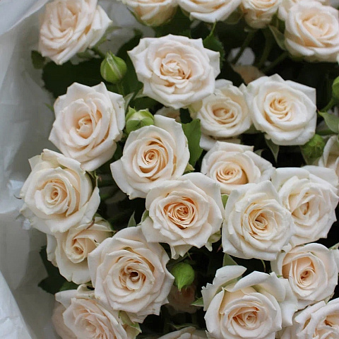 Кремовые розы: Кремовая роза Яна