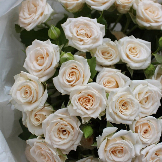 Кремовая роза Яна