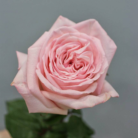 Роза Pink O'Hara 60 см (1 шт) - изображение 2