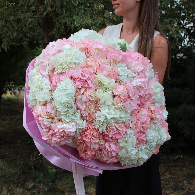 Букет из 51 гортензии микс «Ванилла» - изображение 2