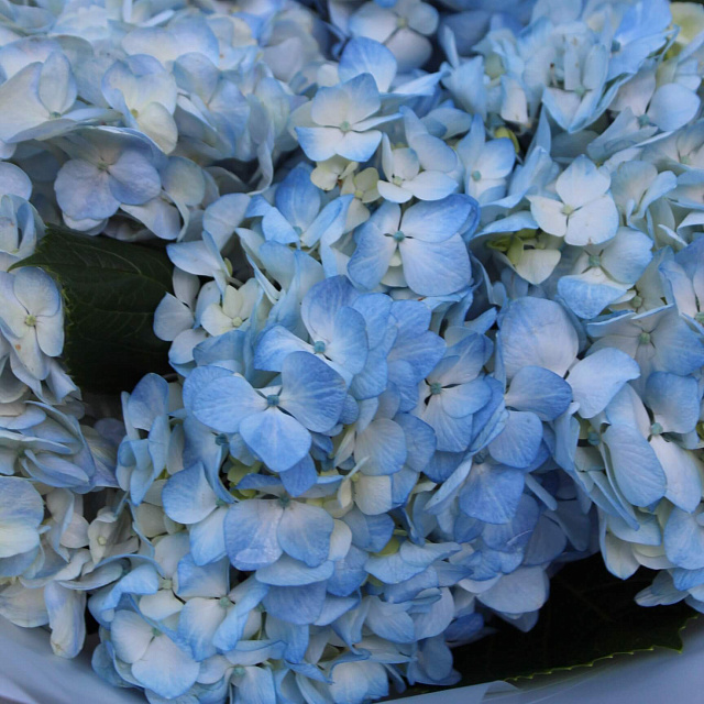 Цветы: Букет из гортензий "Blue"