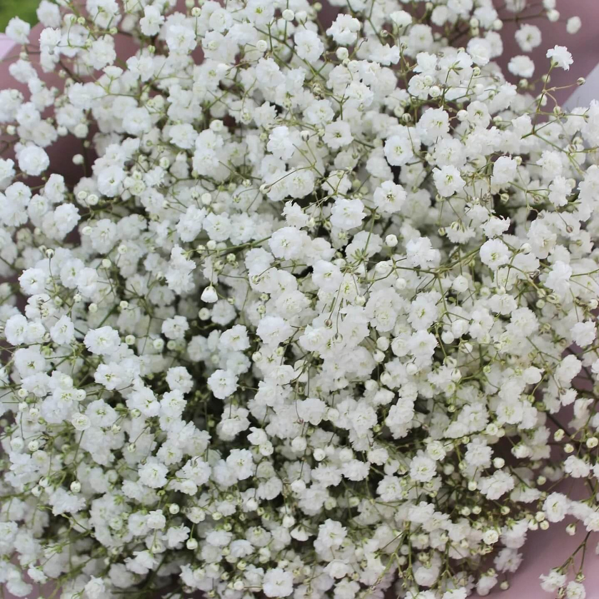 Букет из 5 веток гипсофилы