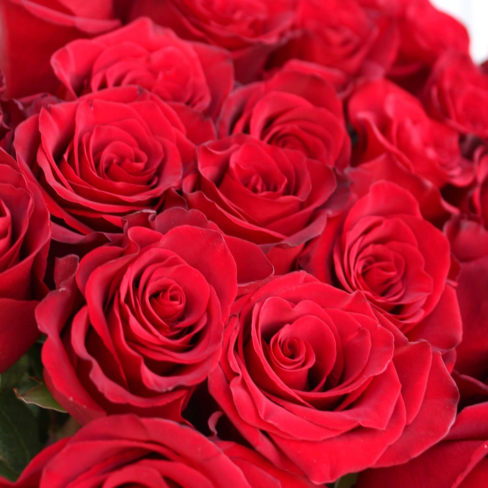 Букет из 33 роз Explorer 90 см