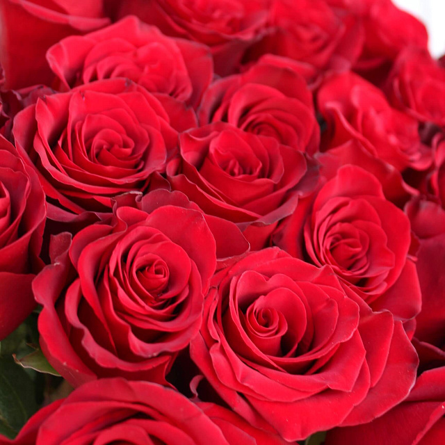Букет из 33 роз Explorer 90 см