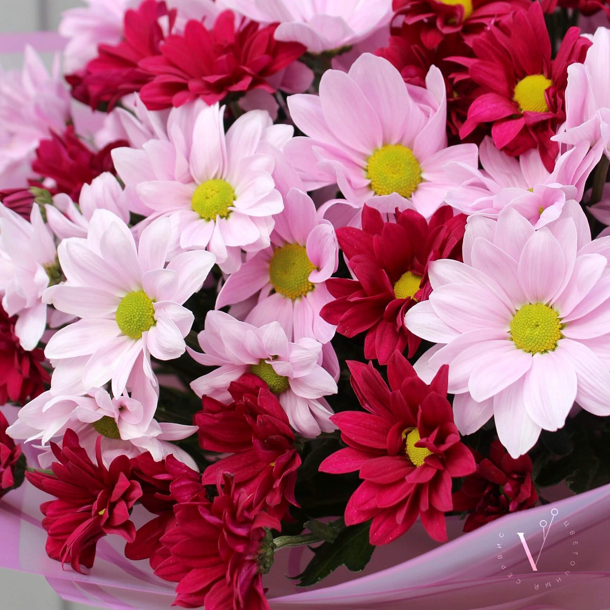 Розовый микс хризантем разноцветный