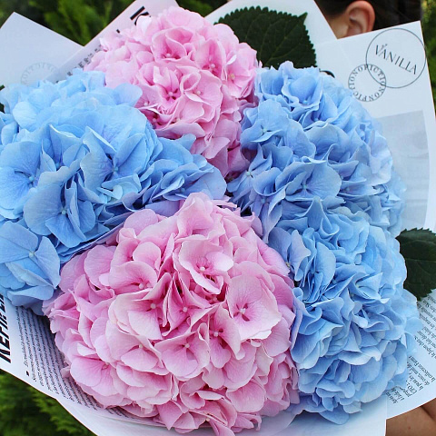 Разноцветные букеты: Букет из 5 гортензий микс