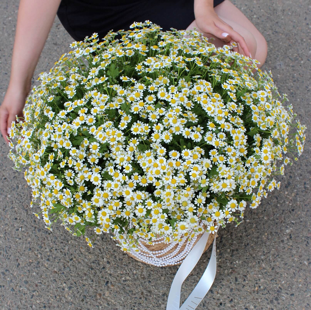 Ромашки микс в корзине