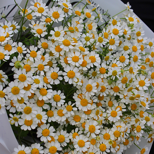 Букет полевых ромашек "Летний"