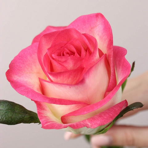 Розы поштучно: Роза Джумилия 60 см