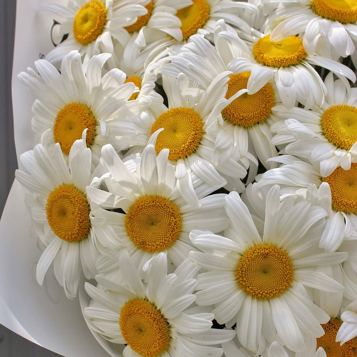 Букет крупных ромашек в стильном оформлении