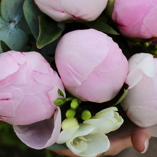 Сборные букеты  : Нежный микс фрезий и пионов