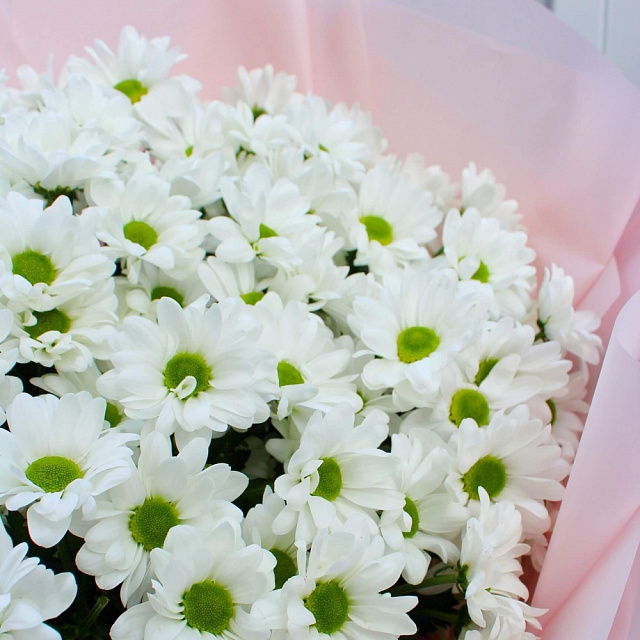 Букеты из хризантем: 19 веток белоснежных кустовых хризантем