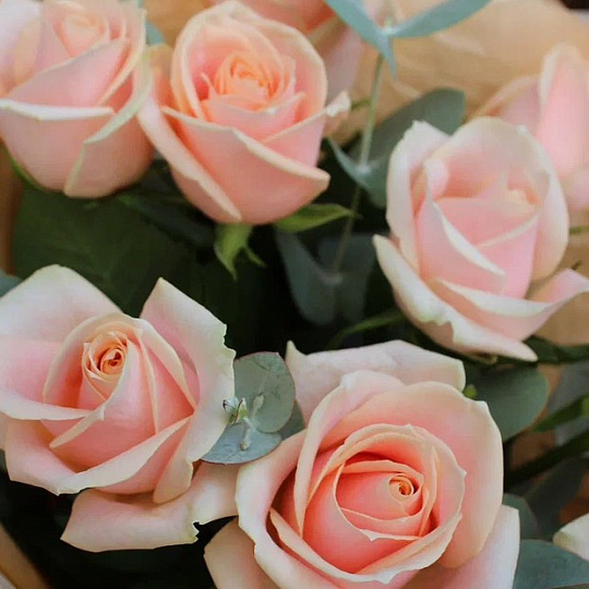 Кремовые розы: Букет из 9 роз Перл Аваланж 60 см