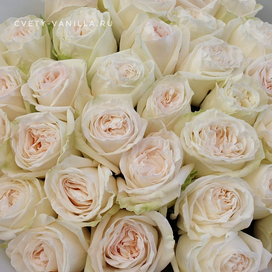 Букет из 33 ароматных роз White O'Hara