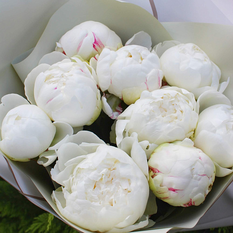 Букеты пионов: Ароматные белые пионы в оформлении