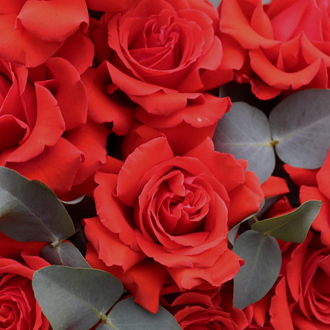 Французские розы: Букет из 9 красных французских роз Нина