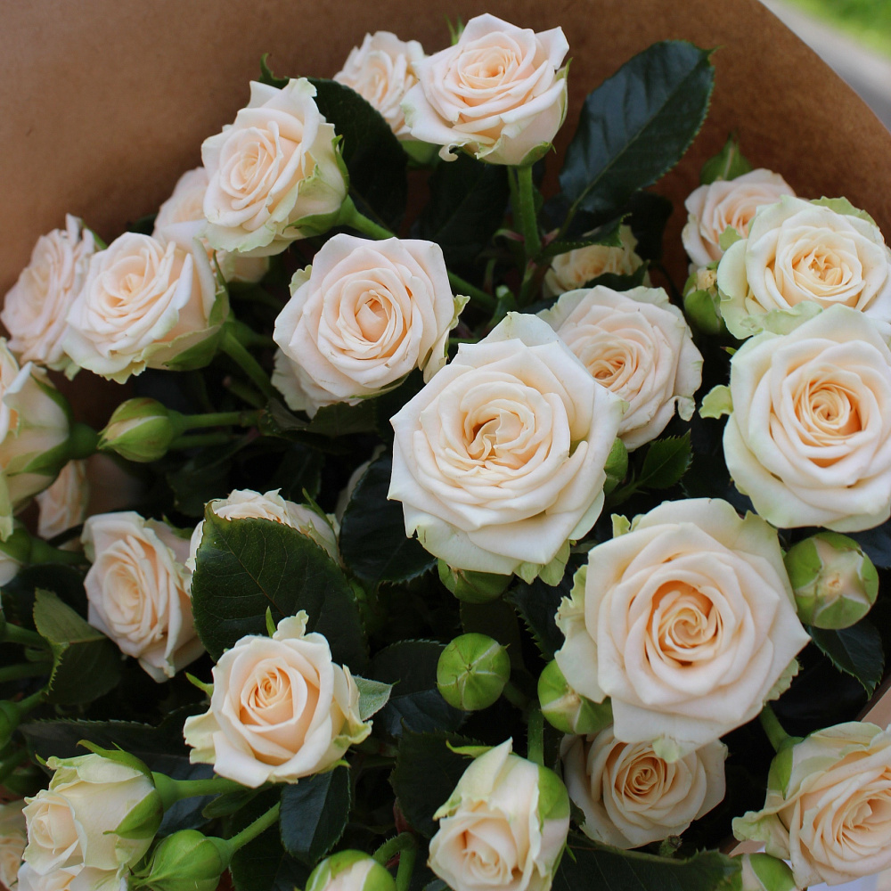 Кремовые розы Яна