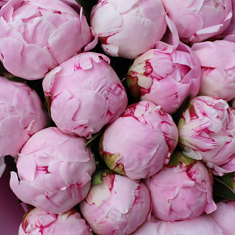 Букеты пионов: Букет из 19 розовых пионов