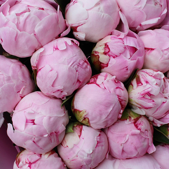 Букет из 19 розовых пионов