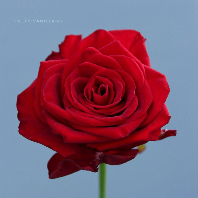 Роза Ред Наоми (Red Naomi) 60 см Россия - изображение 2