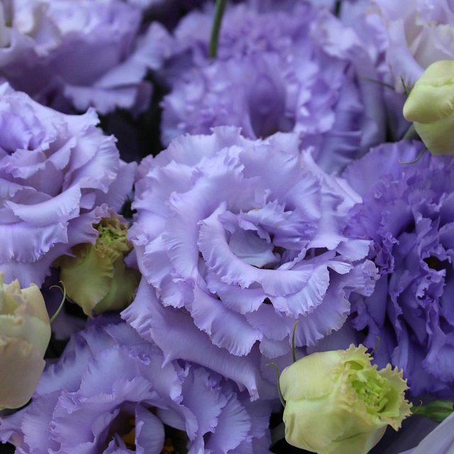 Цветы на праздник: Нежный букет из сиреневой эустомы