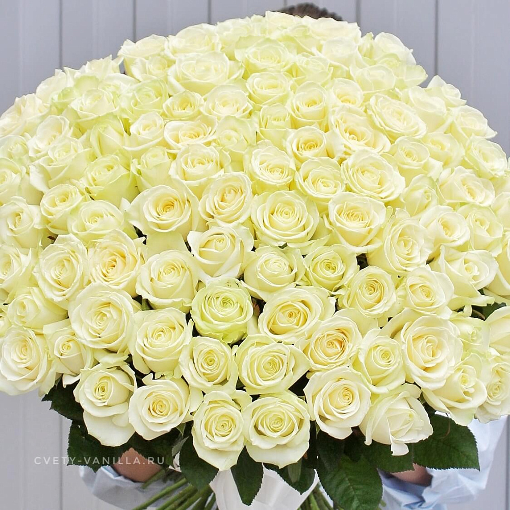 101 белая роза "White" 