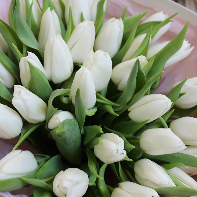 Тюльпаны: Букет из 31 белого тюльпана в нежном оформлении