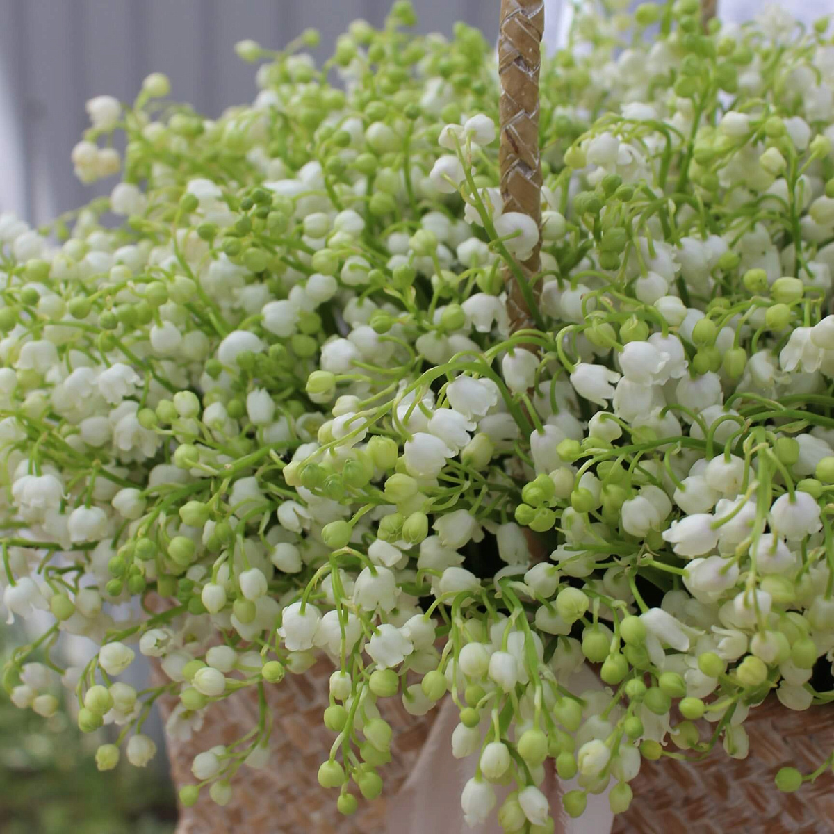 Ароматные ландыши