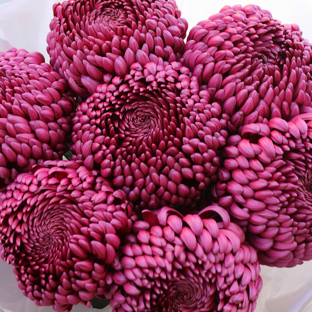 Букет из винных хризантем